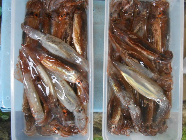 ムギイカ(スルメイカ)