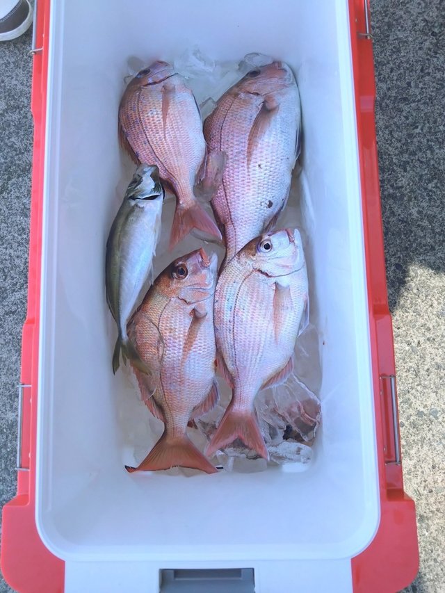 マダイ・チダイ・アジ(マアジ)