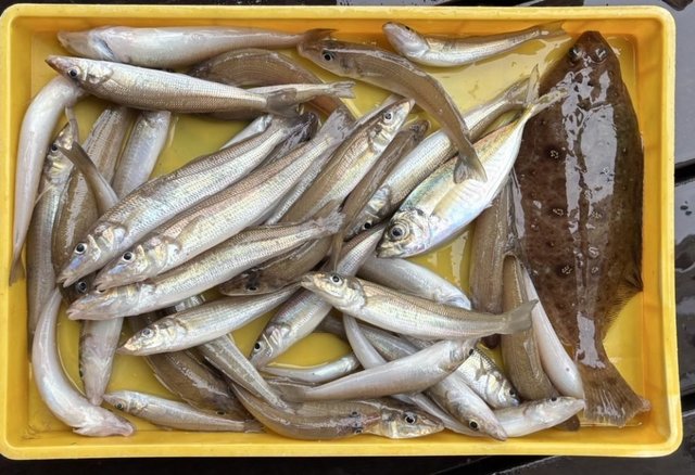 シロギス・カレイ(マコガレイ)