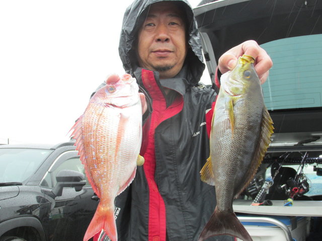 ハナダイ(チダイ)・イサキ