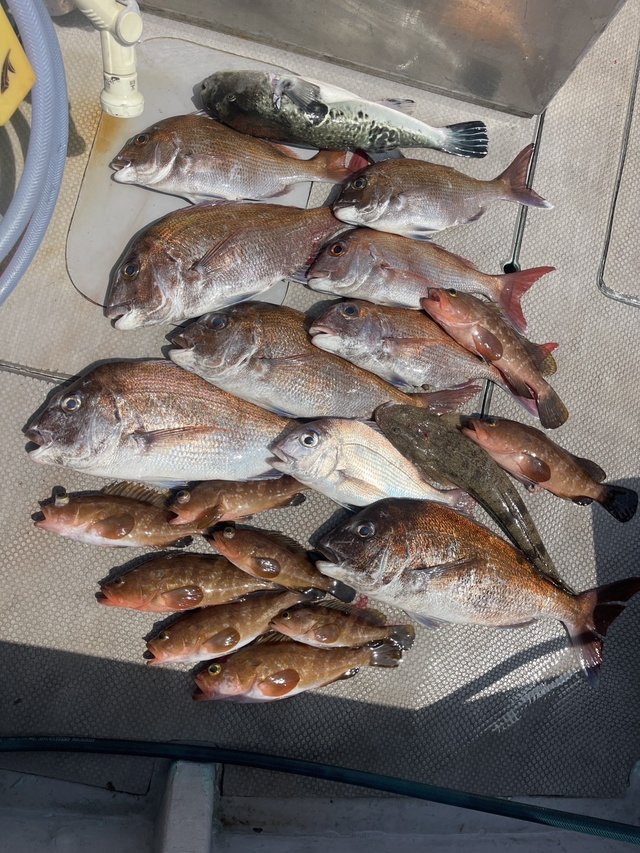 マダイ・キジハタ・マゴチ・トラフグ