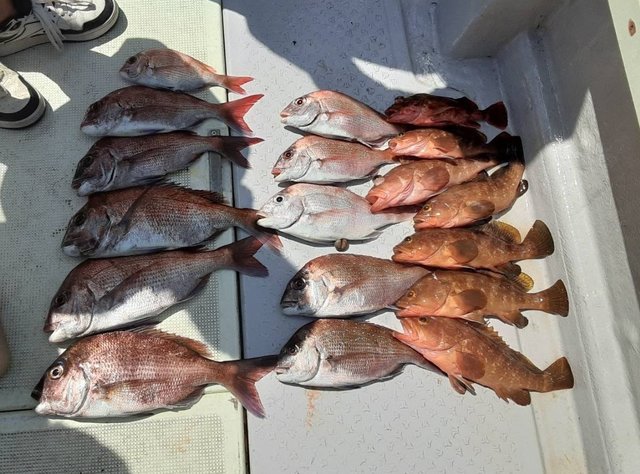 マダイ・キジハタ・カサゴ