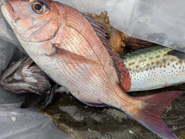 マダイ・サバ(ゴマサバ)