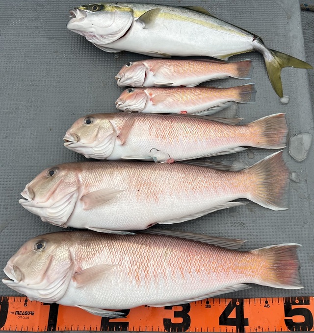 ハマチ(ブリ)・シロアマダイ