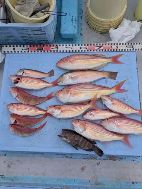 マハタ・シロアマダイ・イトヨリ(イトヨリダイ)