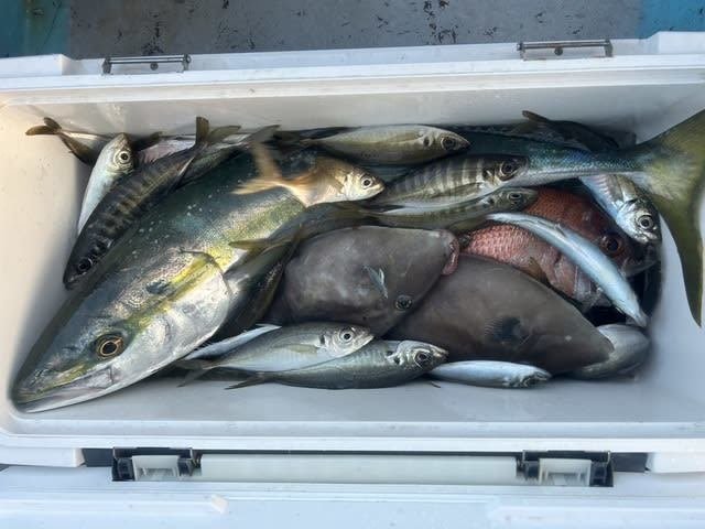 マダイ・マアジ・ブリ・ウマズラハギ(ウマヅラハギ)