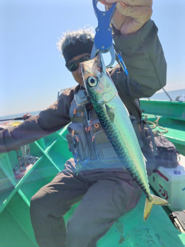 サバ(ゴマサバ)