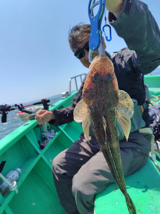 ホンゴチ(マゴチ)