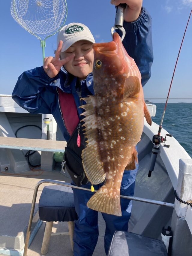 アコウ(キジハタ)