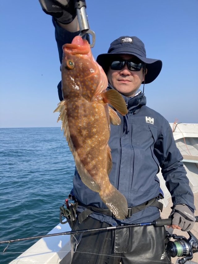 アコウ(キジハタ)