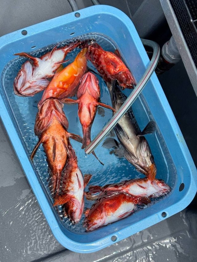 マハタ・アカハタ・カサゴ・ハチカサゴ(ウッカリカサゴ)