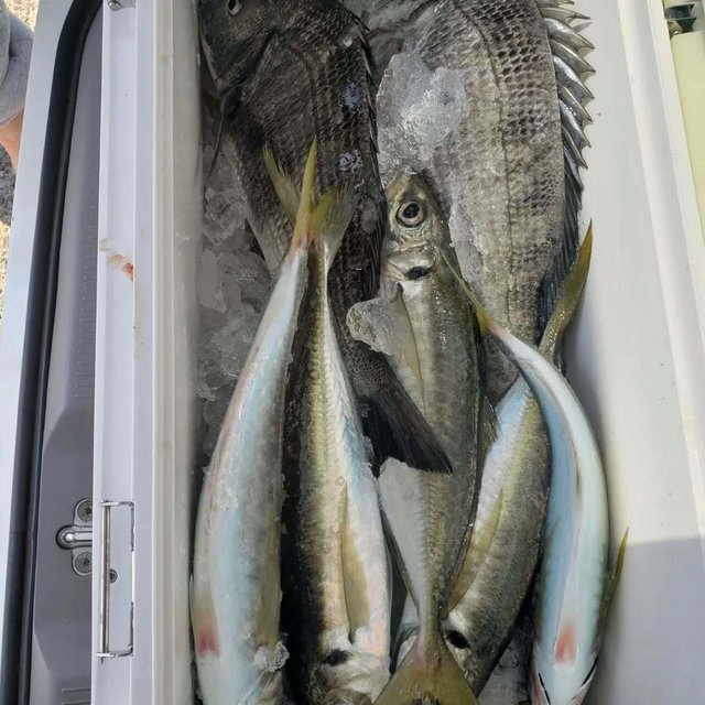 クロダイ・アジ(マアジ)