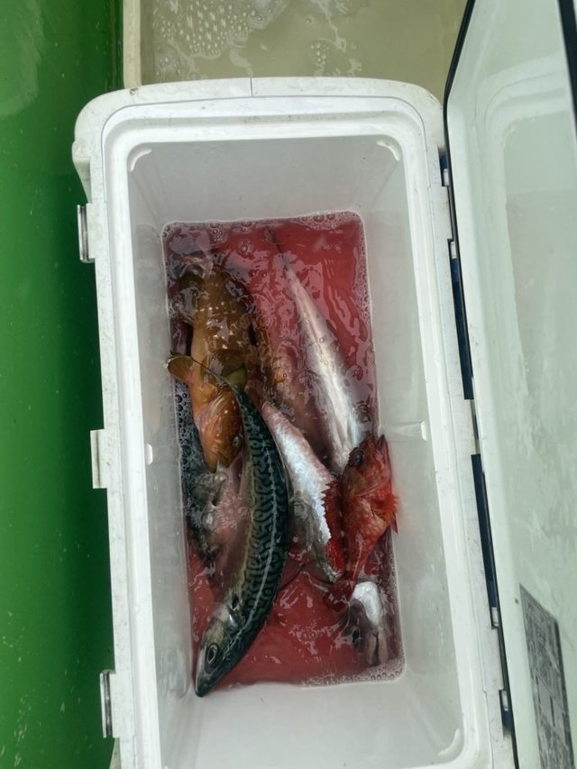 キジハタ・カサゴ・サバ(ゴマサバ)