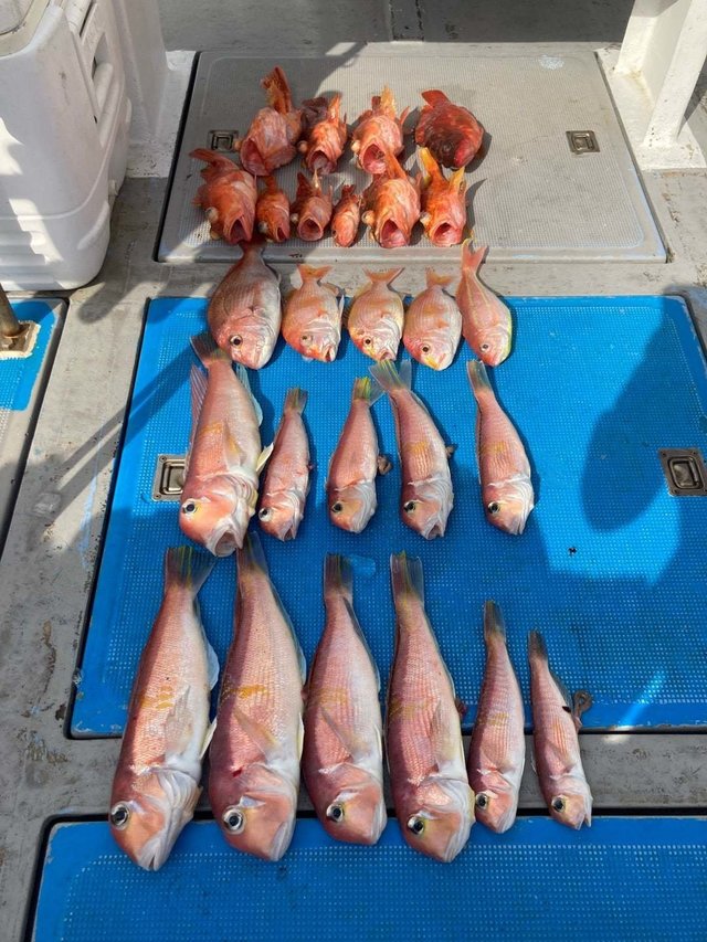 アマダイ(アカアマダイ)