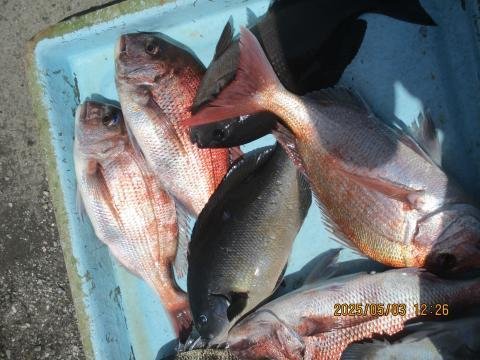 マダイ・メジナ