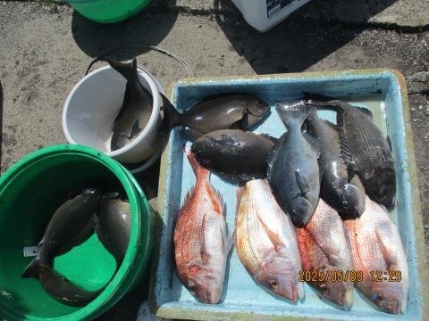 マダイ・クロダイ・メジナ