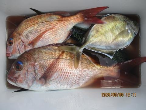 マダイ・カイワリ