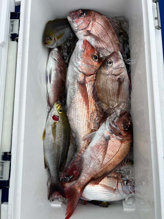 マダイ・イサキ