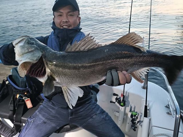 シーバス(スズキ)