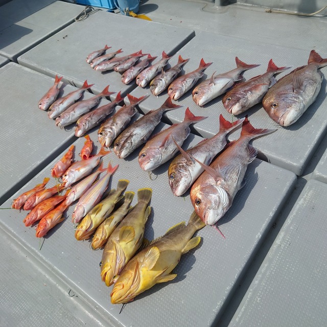 マダイ・アオナ(アオハタ)