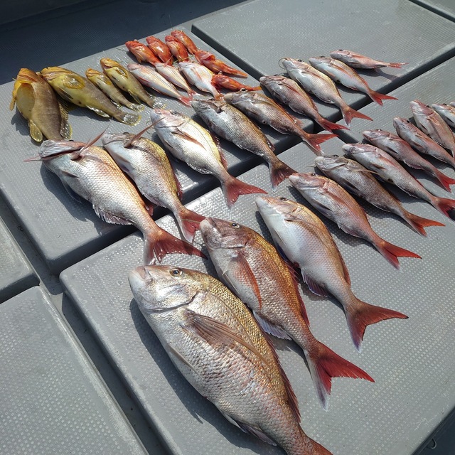 マダイ・アオナ(アオハタ)