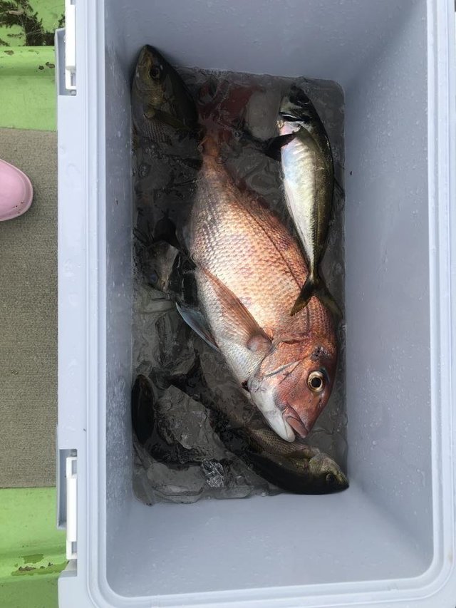 マダイ・アジ(マアジ)