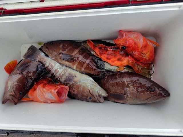 カサゴ・ハタ(マハタ)