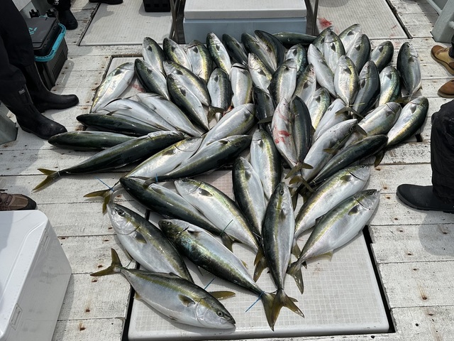 イナダ(ブリ)・ワラサ(ブリ)