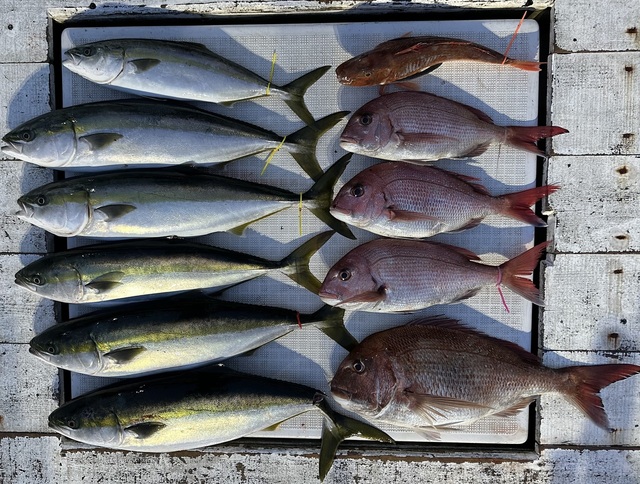マダイ・イナダ(ブリ)・ワラサ(ブリ)・ホウボウ・カナガシラ