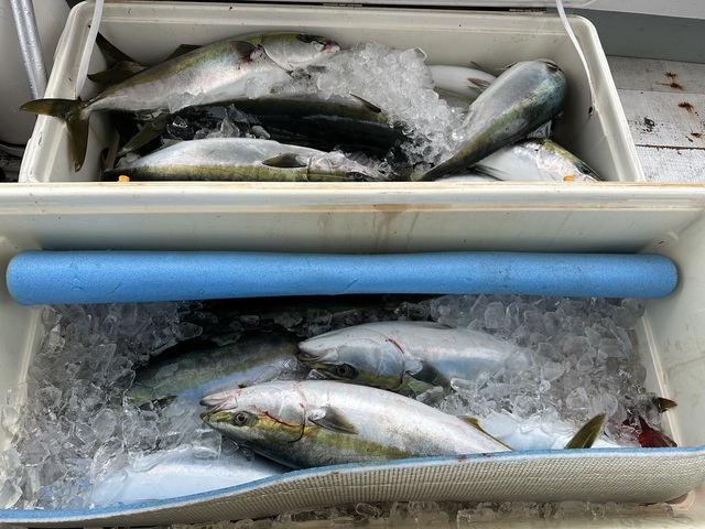 イナダ(ブリ)・ワラサ(ブリ)