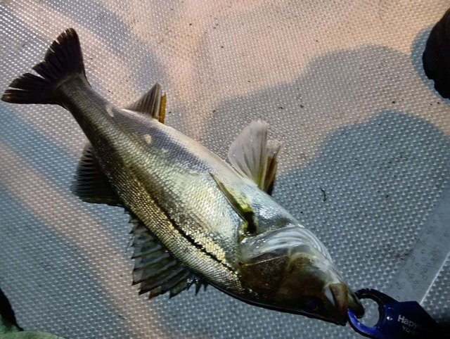 シーバス(スズキ)