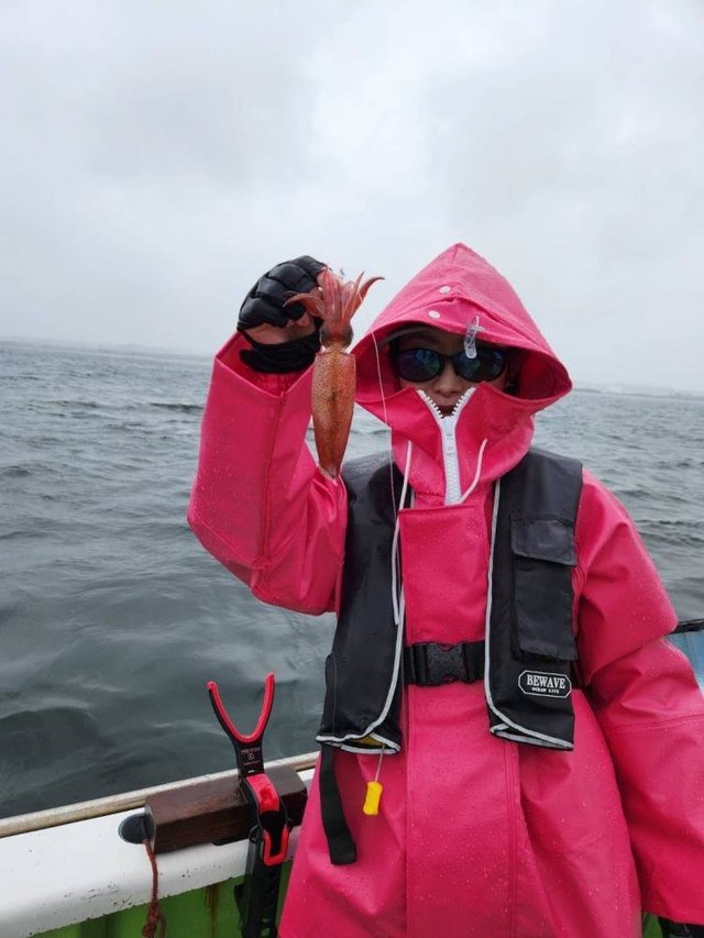 ムギイカ(スルメイカ)