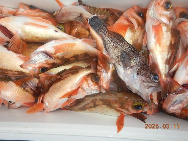 メバル・マゾイ(キツネメバル)