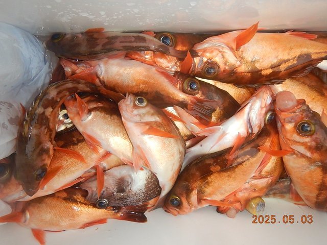 メバル・マゾイ(キツネメバル)