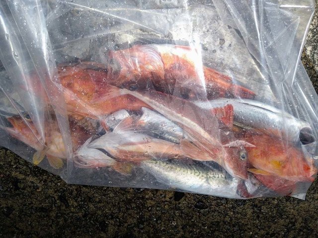 カサゴ・アヤメカサゴ・ホウボウ・サバ(ゴマサバ)