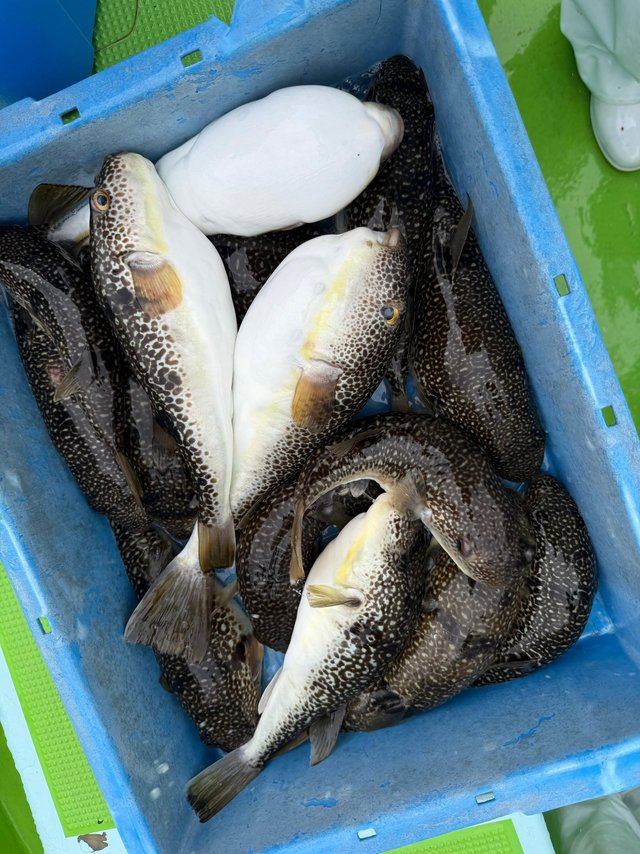 フグ(ショウサイフグ)