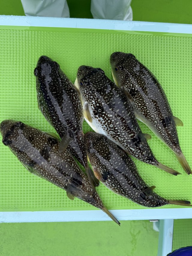 フグ(ショウサイフグ)