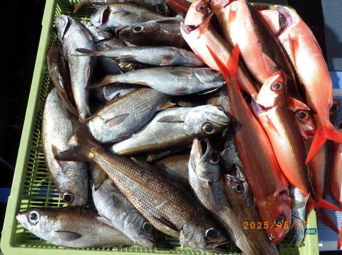 クロムツ・ハチビキ