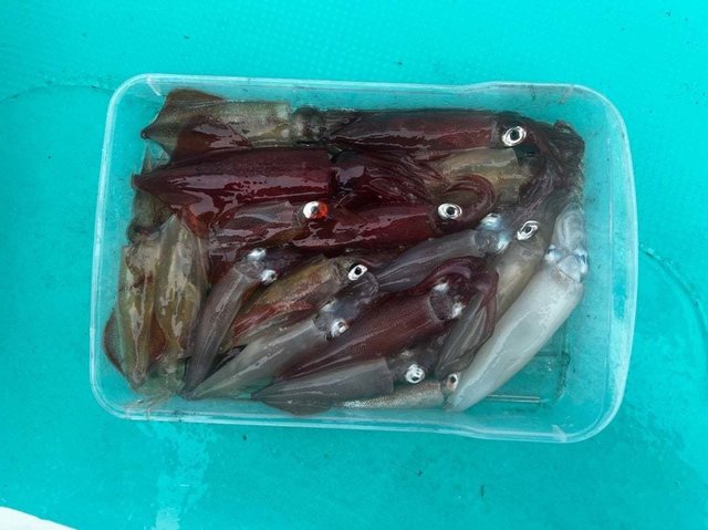 マルイカ(ケンサキイカ)