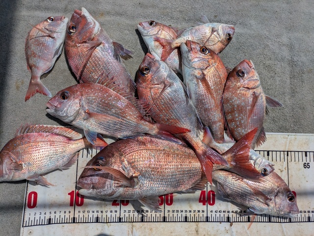 チャリコ(マダイ)・タイ(マダイ)