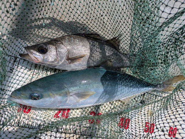 ヒラスズキ・ハマチ(ブリ)