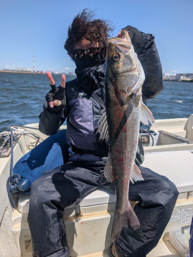 シーバス(スズキ)