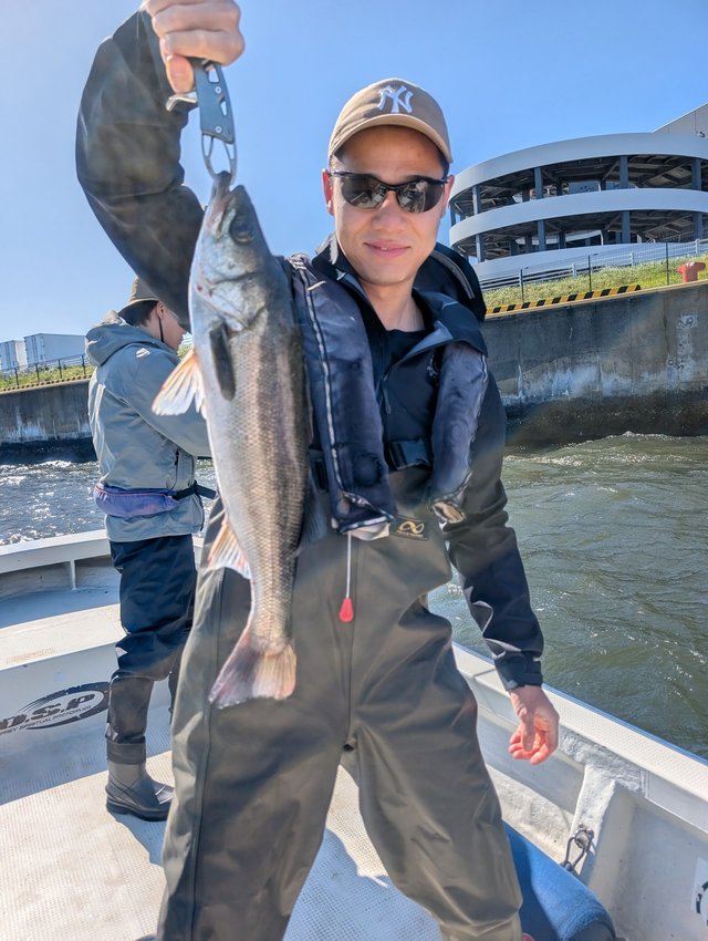 シーバス(スズキ)