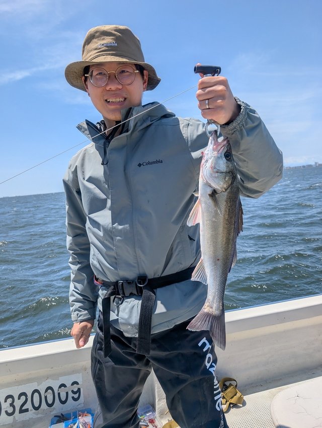 シーバス(スズキ)