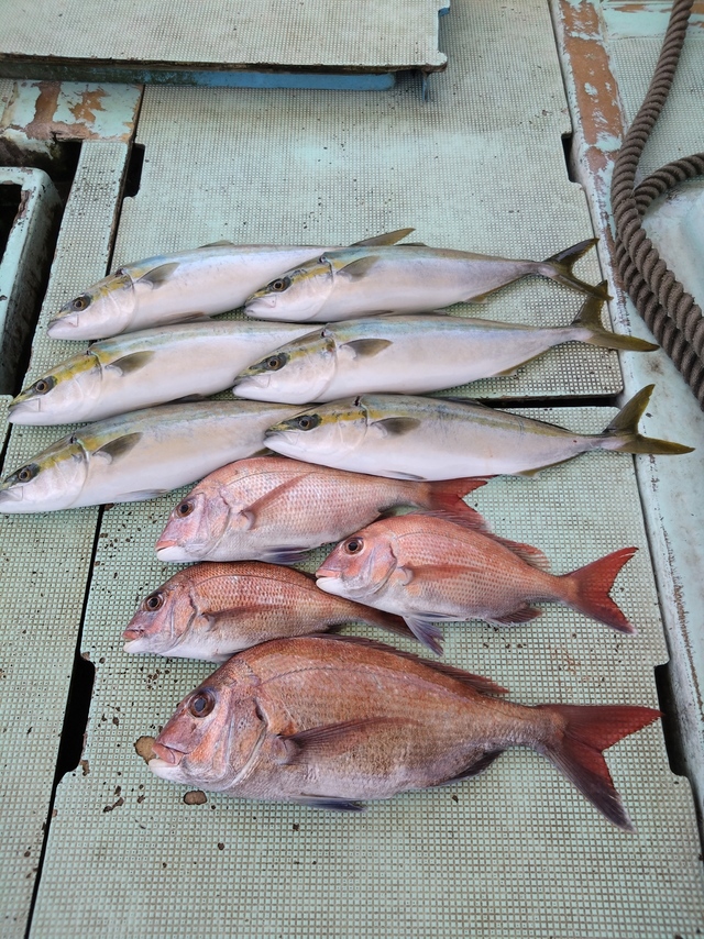 タイ(マダイ)・ハマチ(ブリ)