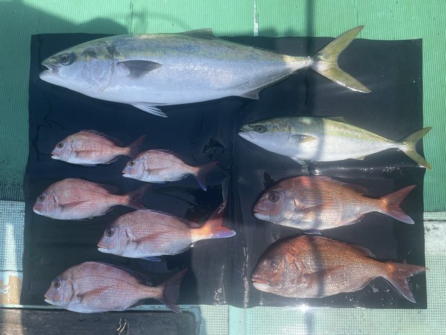 マダイ・ブリ・ハマチ(ブリ)