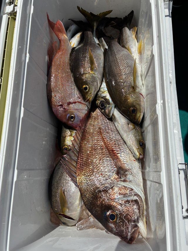 マダイ・チダイ・イサギ(イサキ)