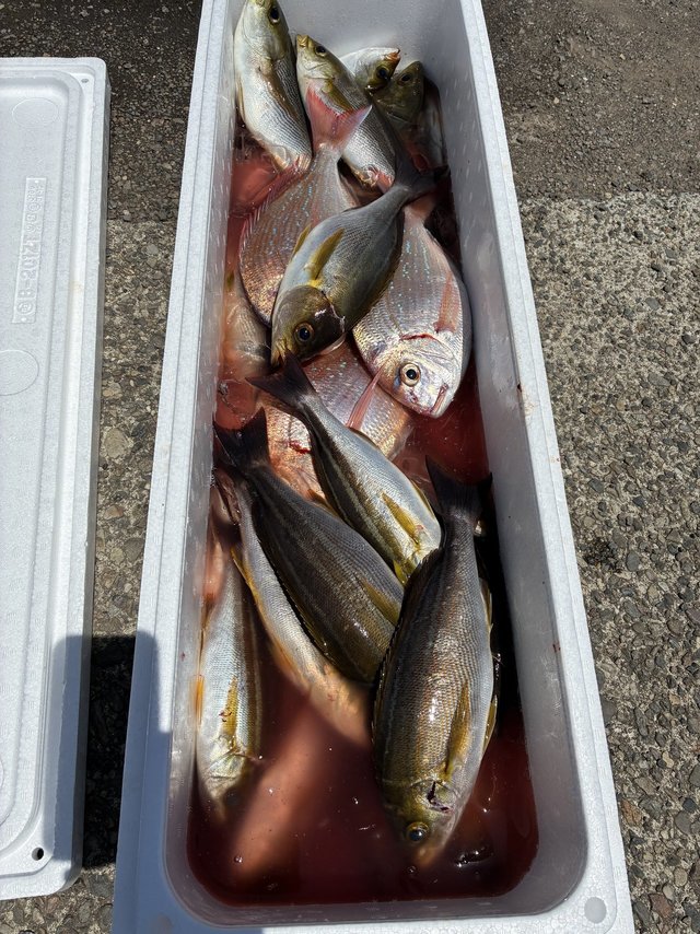 チダイ・イサギ(イサキ)