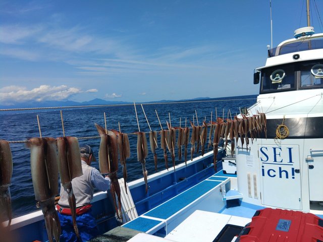 ムギイカ(スルメイカ)