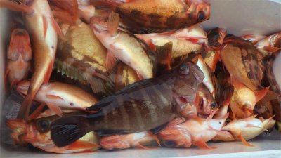 マハタ・オキメバル(ウスメバル)